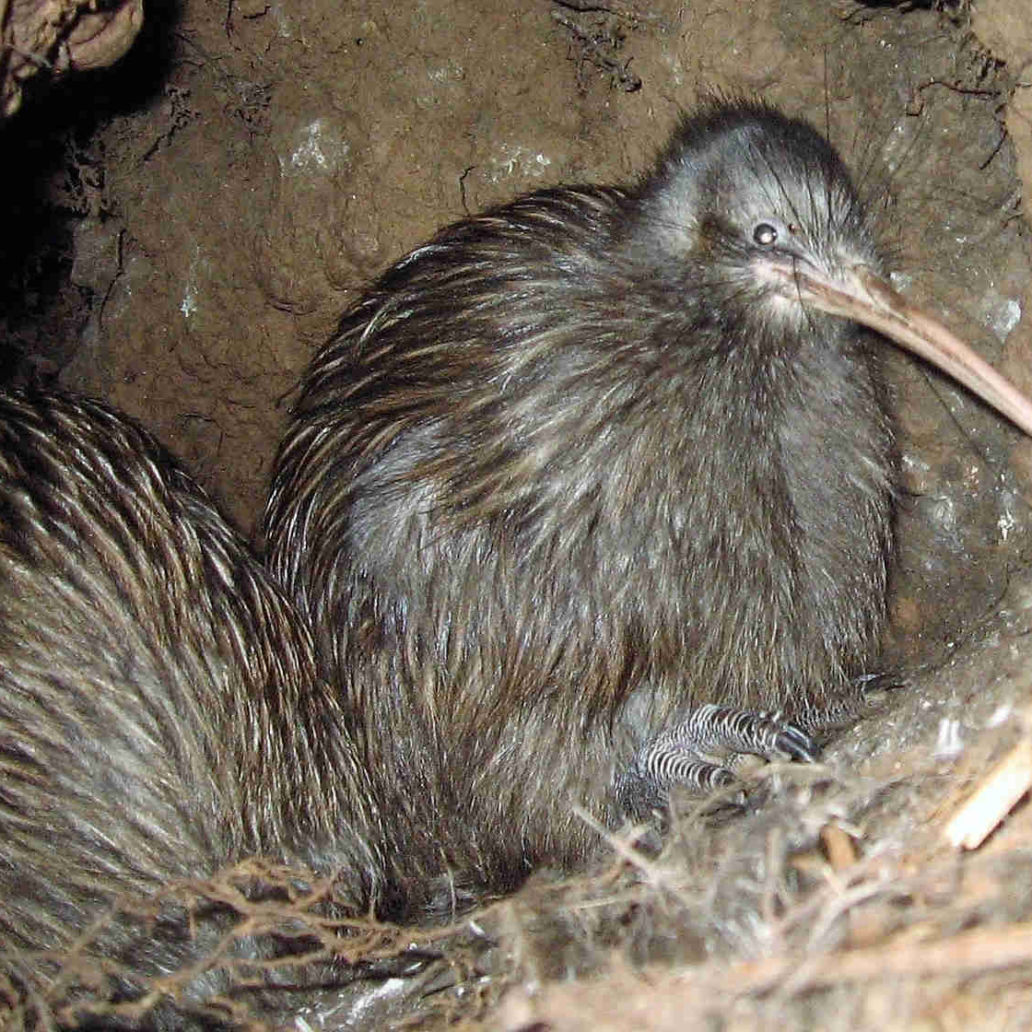 Bird Calls - Mahinepua Radar Hill Landcare Group