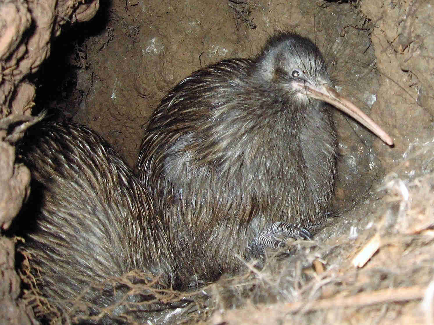 Bird Calls - Mahinepua Radar Hill Landcare Group